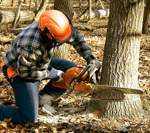 Tree Removal in Sumner, ME